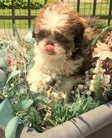 Goldie in MA, a female Shih Tzu for sale in Westport Point, MA – 8 of 9