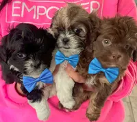 Toffee, a male Shih Tzu for sale in Westport Point, MA – Photo 3 of 3