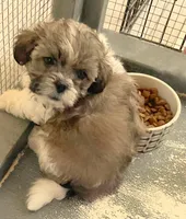 Toffee in MA, a male Shih Tzu for sale in Westport Point, MA – Photo 4 of 6
