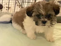 Toffee in MA, a male Shih Tzu for sale in Westport Point, MA – Photo 5 of 6