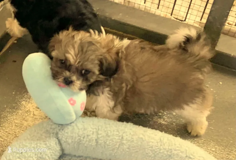 Toffee – Shih Tzu puppy for sale in Westport Point, MA