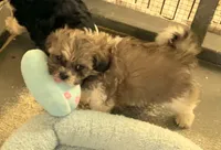 Toffee in MA, a male Shih Tzu for sale in Westport Point, MA – Photo 1 of 6