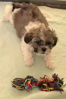 Toffee in MA, a male Shih Tzu for sale in Westport Point, MA – Photo 6 of 6