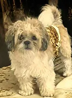 Teddy in MA, a male Shih Tzu for sale in Westport Point, MA – Photo 4 of 6