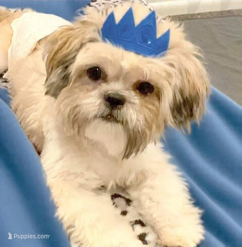 Teddy in MA – Shih Tzu puppy for sale in Westport Point, MA