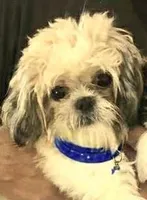 Teddy in MA, a male Shih Tzu for sale in Westport Point, MA – Photo 5 of 6