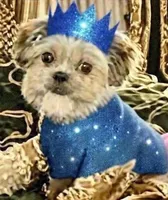 Teddy in MA, a male Shih Tzu for sale in Westport Point, MA – Photo 2 of 6