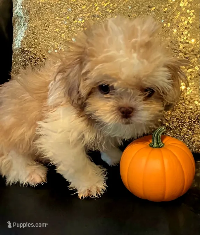 Benny in MA – Shih Tzu puppy for sale in Westport, MA