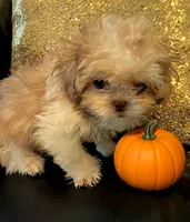 Cooper in MA, a male Shih Tzu for sale in Westport, MA – 2 of 4