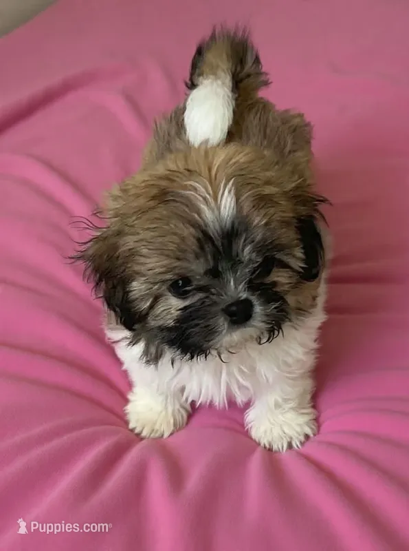 Callie in MA – Shih Tzu puppy for sale in Westport Point, MA
