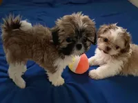 Callie in MA, a female Shih Tzu for sale in Westport Point, MA – 2 of 4