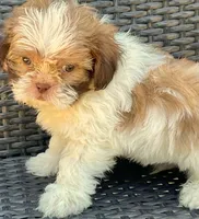 Gunnar  in MA, a male Shih Tzu for sale in Westport Point, MA – 6 of 10