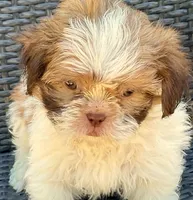 Gunnar  in MA, a male Shih Tzu for sale in Westport Point, MA – 8 of 10