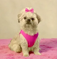 Gunnar  in MA, a male Shih Tzu for sale in Westport Point, MA – 5 of 10