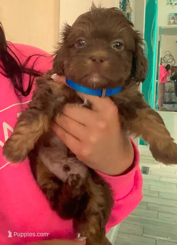 Brownie – Shih Tzu puppy for sale in Westport Point, MA