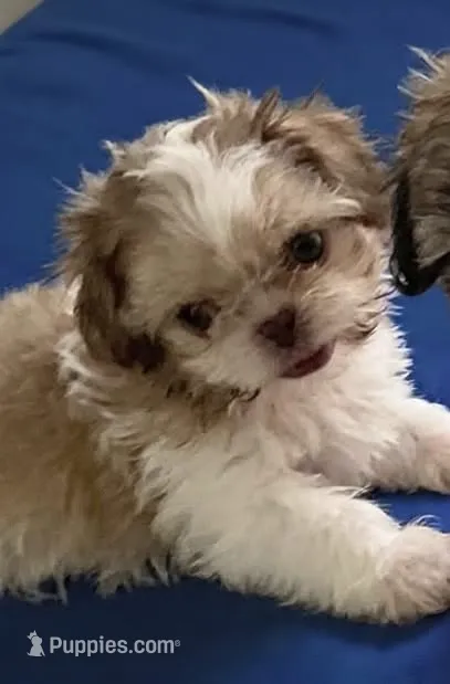 Cooper in MA – Shih Tzu puppy for sale in Westport Point, MA