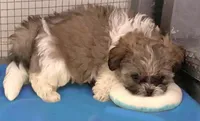 Toffee, a male Shih Tzu for sale in Westport Point, MA – Photo 3 of 5