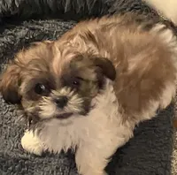 Toffee, a male Shih Tzu for sale in Westport Point, MA – Photo 4 of 5