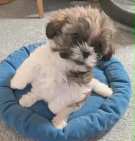 Toffee, a male Shih Tzu for sale in Westport Point, MA – Photo 5 of 5