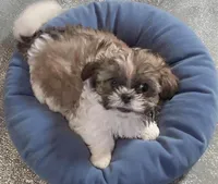 Toffee, a male Shih Tzu for sale in Westport Point, MA – Photo 1 of 5