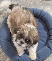 Toffee, a male Shih Tzu for sale in Westport Point, MA – Photo 2 of 5