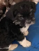 Oreo in MA, a male Shih Tzu for sale in Westport Point, MA – Photo 4 of 4