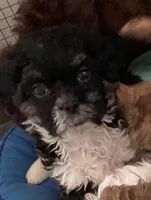 Oreo in MA, a male Shih Tzu for sale in Westport Point, MA – Photo 3 of 4