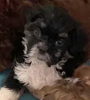 Oreo in MA, a male Shih Tzu for sale in Westport Point, MA – Photo 2 of 4