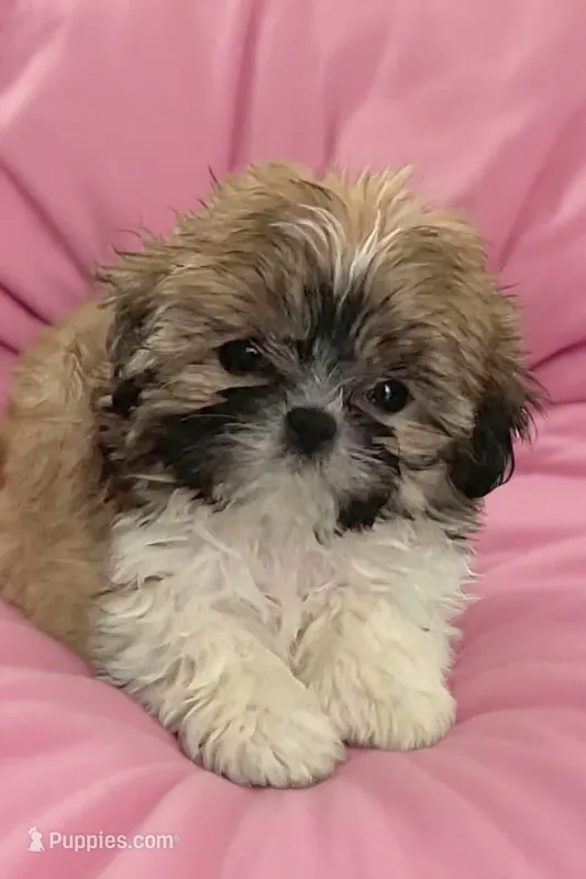 Callie  – Shih Tzu puppy for sale in Tiverton, RI
