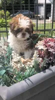 Goldie in MA, a female Shih Tzu for sale in Westport Point, MA – 3 of 9