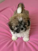Callie , a female Shih Tzu for sale in Tiverton, RI – 2 of 4