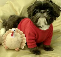 Gunnar  in MA, a male Shih Tzu for sale in Westport Point, MA – 3 of 10