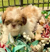 Gunnar  in MA, a male Shih Tzu for sale in Westport Point, MA – 9 of 10