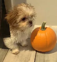 Cooper , a male Shih Tzu for sale in Tiverton, RI – 2 of 5