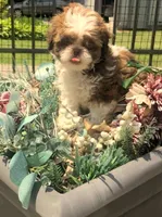 Goldie in MA, a female Shih Tzu for sale in Westport Point, MA – 5 of 9