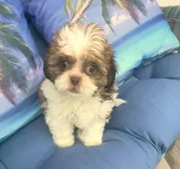 Goldie in MA, a female Shih Tzu for sale in Westport Point, MA – 7 of 9