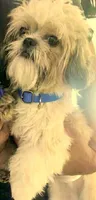 Teddy in MA, a male Shih Tzu for sale in Westport Point, MA – Photo 2 of 3