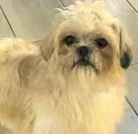 Teddy in MA, a male Shih Tzu for sale in Westport Point, MA – Photo 3 of 3