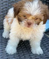 Gunnar  in MA, a male Shih Tzu for sale in Westport Point, MA – 7 of 10
