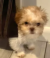 Cooper , a male Shih Tzu for sale in Tiverton, RI – 5 of 5