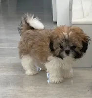 Callie , a female Shih Tzu for sale in Tiverton, RI – 4 of 4