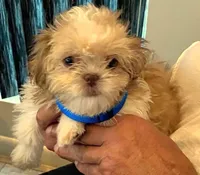 Cooper , a male Shih Tzu for sale in Tiverton, RI – 3 of 5