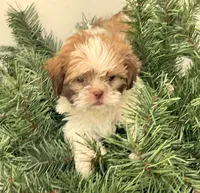 Gunnar  in MA, a male Shih Tzu for sale in Westport Point, MA – 10 of 10
