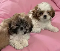 Callie in MA, a female Shih Tzu for sale in Westport Point, MA – 4 of 4