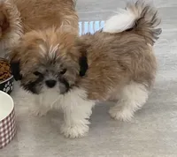 Callie , a female Shih Tzu for sale in Tiverton, RI – 3 of 4