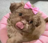 Tawny in MA, a female Shih Tzu for sale in Westport Point, MA – 2 of 4