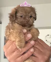 Tawny in MA, a female Shih Tzu for sale in Westport Point, MA – 3 of 4