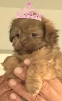 Tawny in MA, a female Shih Tzu for sale in Westport Point, MA – 4 of 4