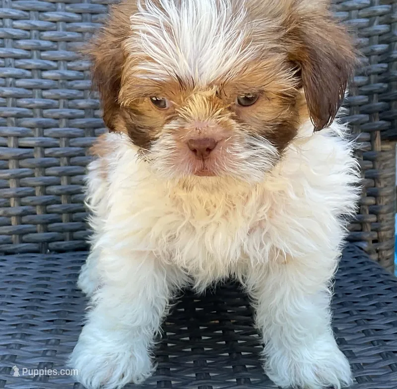 Gunnar  in MA – Shih Tzu puppy for sale in Westport Point, MA