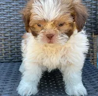 Gunnar  in MA, a male Shih Tzu for sale in Westport Point, MA – 1 of 10